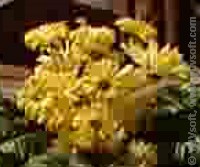 flower_blocking